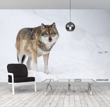 Picture of Gray wolf in winter